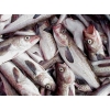 Поставщики рыбы:  ООО ГК «Атлант» предлагает купить рыбу и мясо оптом