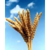 Пшеница всех сортов оптом