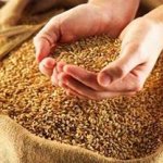 Пшеница - древнейший из известных злаков