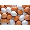 Яйцо куриное от производителя Крым